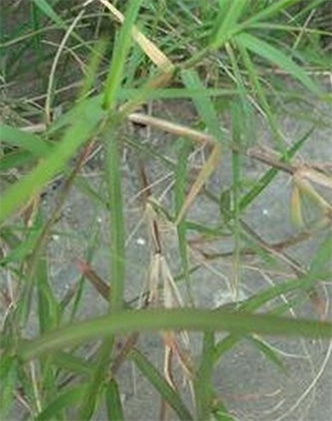 標題：狗牙根
瀏覽次數：2707
發(fā)表時(shí)間：2017-11-02