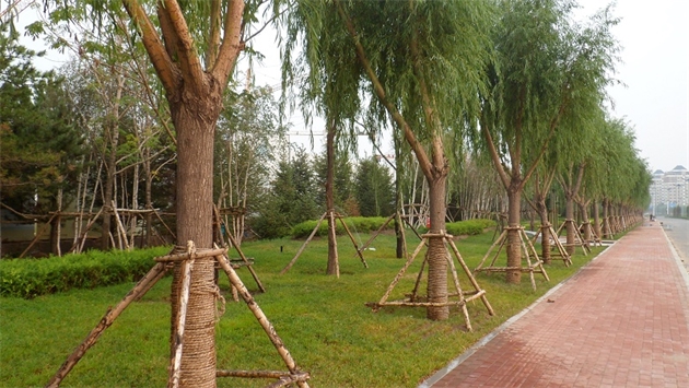 標(biāo)題：通遼市勝利北路道路景觀綠化
瀏覽次數(shù)：2001
發(fā)表時(shí)間：2020-10-16