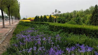 標題：張家口經(jīng)開(kāi)區秋季清水河生態(tài)綠廊建
瀏覽次數：2414
發(fā)表時(shí)間：2020-10-16