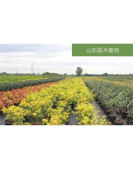 標題：苗木基地
瀏覽次數：2298
發(fā)表時(shí)間：2020-10-17