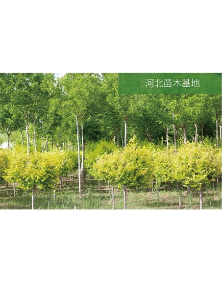 標題：苗木基地
瀏覽次數：2254
發(fā)表時(shí)間：2020-10-17