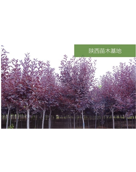 標題：苗木基地
瀏覽次數：2271
發(fā)表時(shí)間：2020-10-17