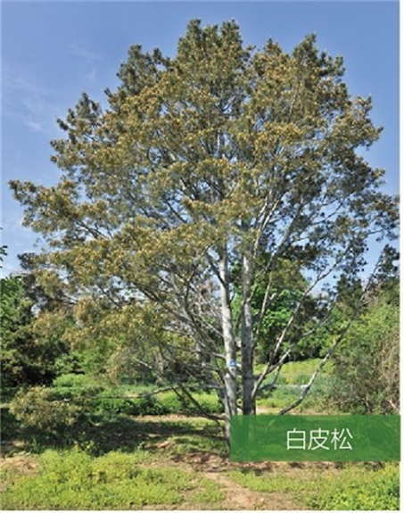 標題：名貴樹(shù)種
瀏覽次數：2185
發(fā)表時(shí)間：2020-10-17