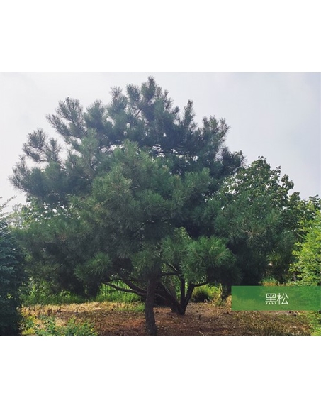 標題：名貴樹(shù)種
瀏覽次數：2203
發(fā)表時(shí)間：2020-10-17