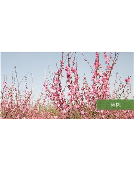 標題:喬灌木
瀏覽次數(shù):1789
發(fā)表時間:2020-10-17