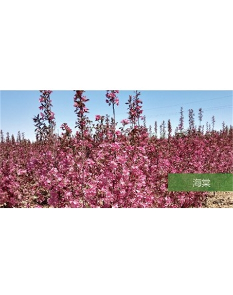 標(biāo)題：喬灌木
瀏覽次數(shù)：1944
發(fā)表時間：2020-10-17