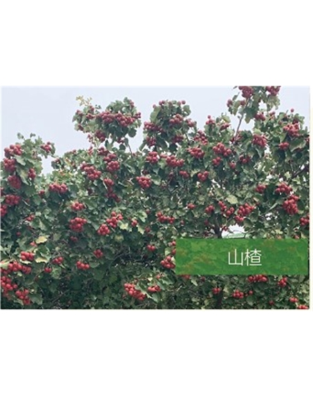 標題：?jiǎn)坦嗄?瀏覽次數：2200
發(fā)表時(shí)間：2020-10-17