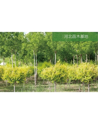 標題：苗木基地
瀏覽次數：2252
發(fā)表時(shí)間：2020-10-17