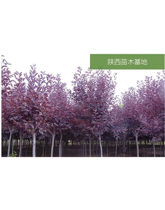 標題：苗木基地
瀏覽次數：2270
發(fā)表時(shí)間：2020-10-17