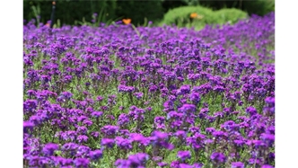 標題：烏蘭木倫河景觀項目
瀏覽次數(shù)：19049
發(fā)表時間：2020-10-17