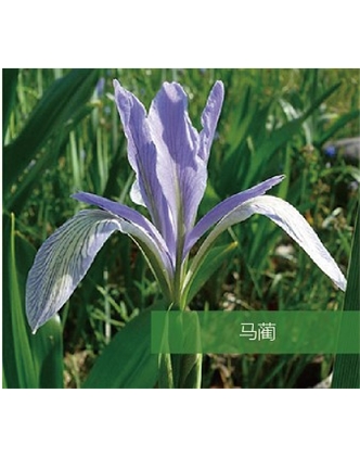 標題：地被
瀏覽次數：1627
發(fā)表時(shí)間：2020-10-17