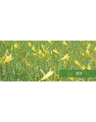 標題：地被
瀏覽次數：1702
發(fā)表時(shí)間：2020-10-17