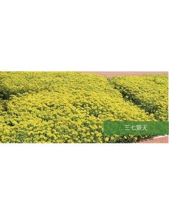 標題：地被
瀏覽次數：2084
發(fā)表時(shí)間：2020-10-17