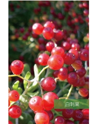標題：名貴樹(shù)種
瀏覽次數：1588
發(fā)表時(shí)間：2020-10-17