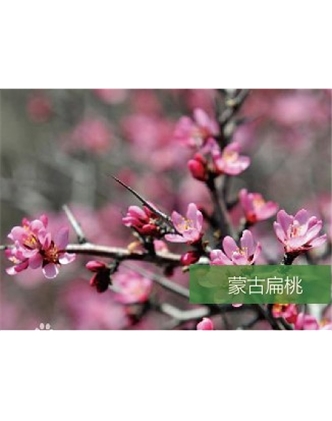 標題：名貴樹(shù)種
瀏覽次數：1547
發(fā)表時(shí)間：2020-10-17