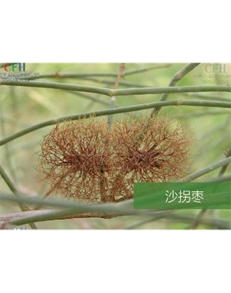 標題：名貴樹(shù)種
瀏覽次數：1591
發(fā)表時(shí)間：2020-10-17