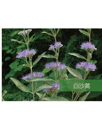標題：名貴樹(shù)種
瀏覽次數：1566
發(fā)表時(shí)間：2020-10-17