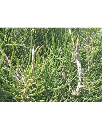 標題：名貴樹(shù)種
瀏覽次數：1721
發(fā)表時(shí)間：2020-10-17