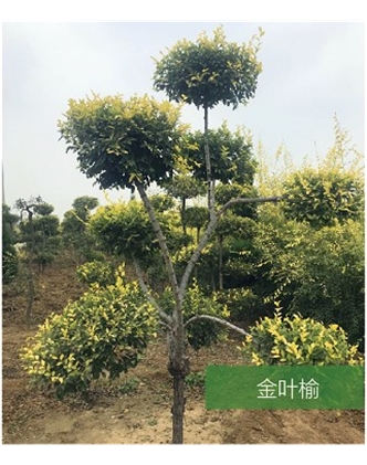 標題：名貴樹(shù)種
瀏覽次數：1592
發(fā)表時(shí)間：2020-10-17