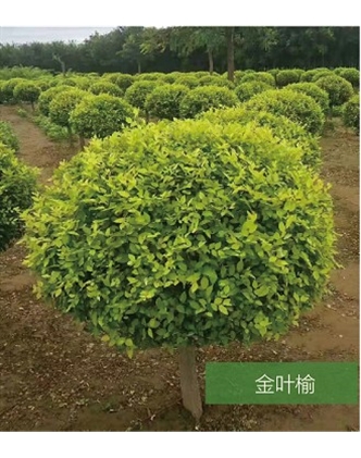 標題：名貴樹(shù)種
瀏覽次數：1602
發(fā)表時(shí)間：2020-10-17