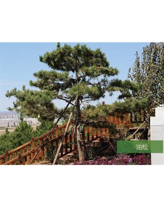 標題：名貴樹(shù)種
瀏覽次數：1555
發(fā)表時(shí)間：2020-10-17
