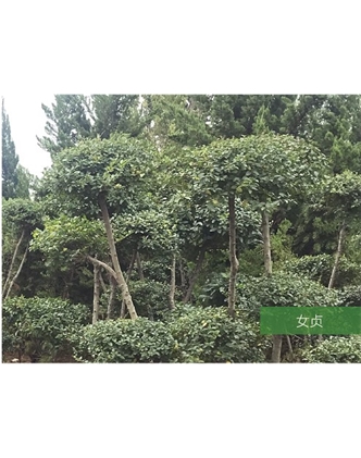 標題：名貴樹(shù)種
瀏覽次數：1564
發(fā)表時(shí)間：2020-10-17