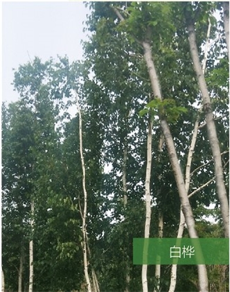 標題：名貴樹(shù)種
瀏覽次數：1667
發(fā)表時(shí)間：2020-10-17
