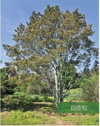 標題：名貴樹(shù)種
瀏覽次數：2183
發(fā)表時(shí)間：2020-10-17