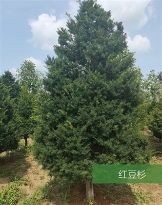 標題：名貴樹(shù)種
瀏覽次數：2017
發(fā)表時(shí)間：2020-10-17