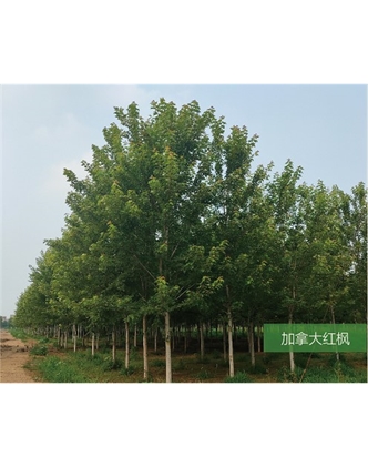 標題：名貴樹(shù)種
瀏覽次數：1934
發(fā)表時(shí)間：2020-10-17