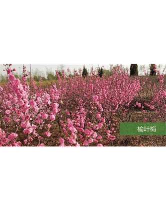 標題：?jiǎn)坦嗄?瀏覽次數：1610
發(fā)表時(shí)間：2020-10-17