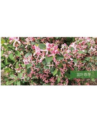 標題：?jiǎn)坦嗄?瀏覽次數：1541
發(fā)表時(shí)間：2020-10-17