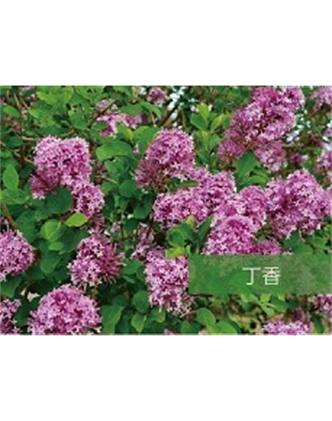 標題：?jiǎn)坦嗄?瀏覽次數：1533
發(fā)表時(shí)間：2020-10-17