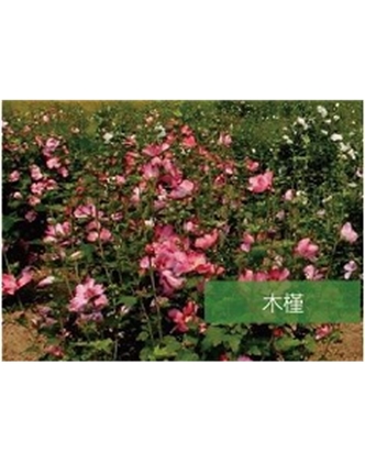 標題：?jiǎn)坦嗄?瀏覽次數：1690
發(fā)表時(shí)間：2020-10-17