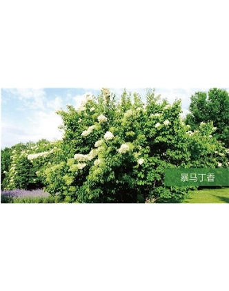 標題：?jiǎn)坦嗄?瀏覽次數：1763
發(fā)表時(shí)間：2020-10-17
