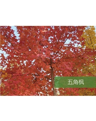 標題：?jiǎn)坦嗄?瀏覽次數：1655
發(fā)表時(shí)間：2020-10-17