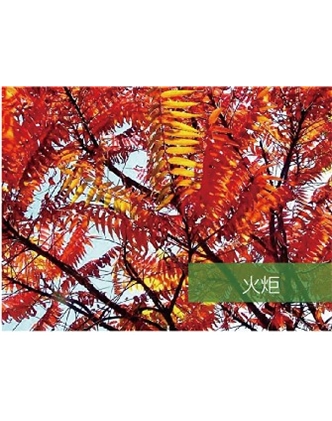 標題：?jiǎn)坦嗄?瀏覽次數：1592
發(fā)表時(shí)間：2020-10-17