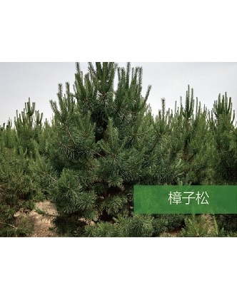 標題：?jiǎn)坦嗄?瀏覽次數：1692
發(fā)表時(shí)間：2020-10-17