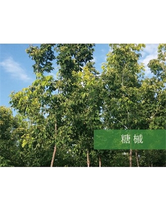 標題：?jiǎn)坦嗄?瀏覽次數：2313
發(fā)表時(shí)間：2020-10-17