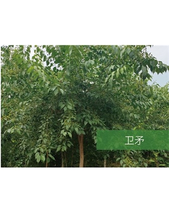 標題：?jiǎn)坦嗄?瀏覽次數：2214
發(fā)表時(shí)間：2020-10-17