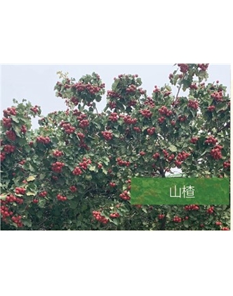 標題：?jiǎn)坦嗄?瀏覽次數：2199
發(fā)表時(shí)間：2020-10-17