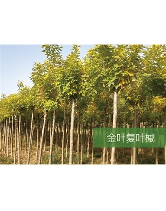標題：?jiǎn)坦嗄?瀏覽次數：2134
發(fā)表時(shí)間：2020-10-17